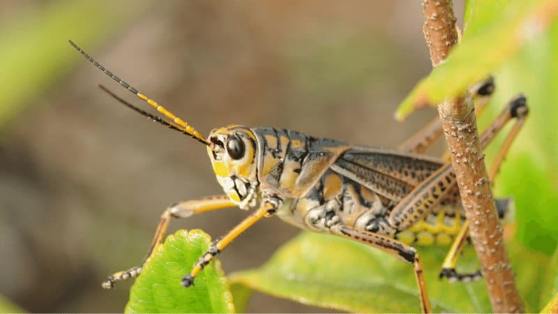 In addition to chewing on leaves, grasshoppers will eat stems, fruits, and vegetables