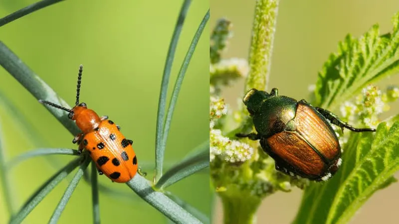 Japanese beetles or asparagus beetles both types of beetles are very active in attacking your plant