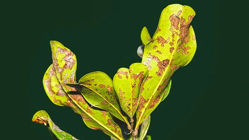 Leaf spot is a common fungal disease in Anthurium Papillilaminum plants that leave black or brown circular patches on their leaves