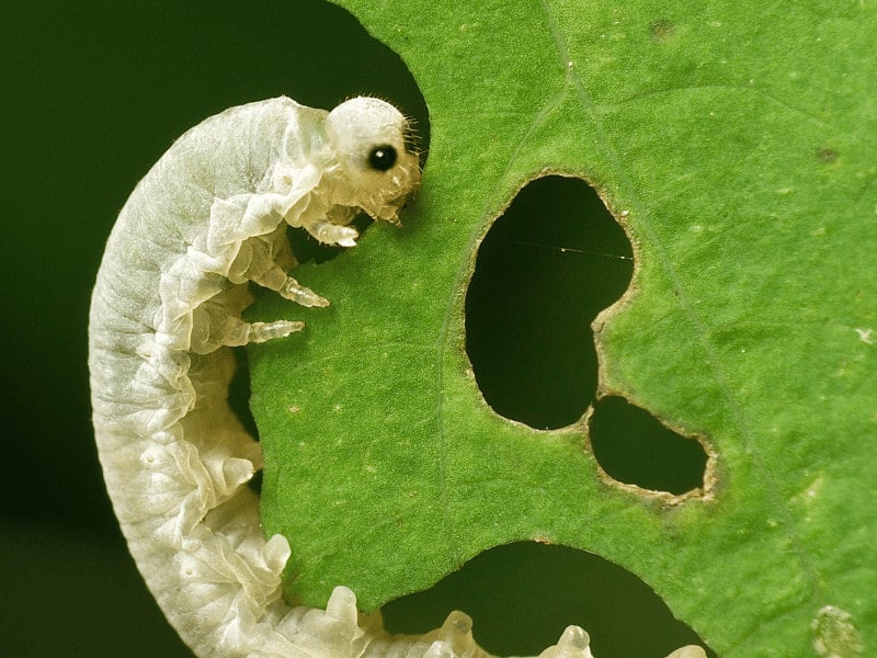 Leaf tier caterpillars