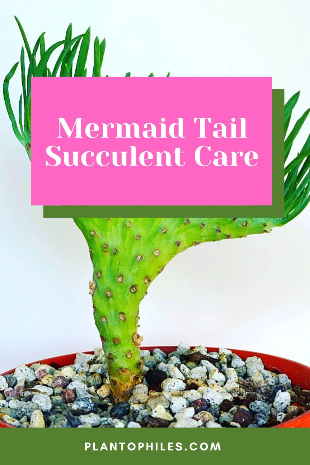 Mermaid Tail Succulent Care