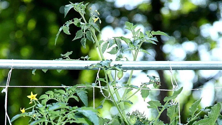 One way to prevent your tomato plant stems from incurring damage is to use a trellis for its support