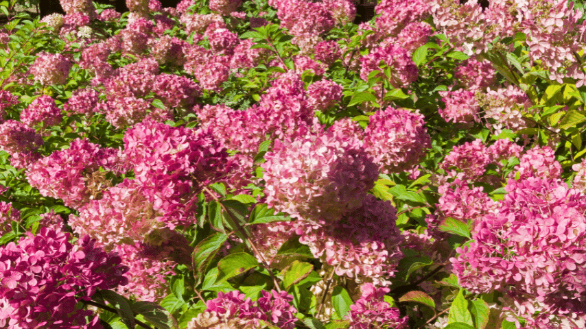 Panicle Hydrangea has a color of their flower is initially white, and then it changes to pink