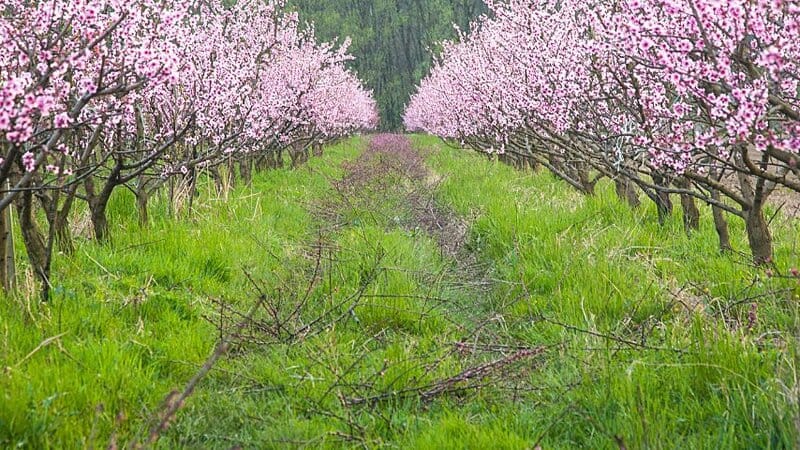 Peach trees thrive in areas with chilly weather for them to bear fruits