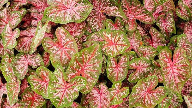 If you're looking for a hanging plant that is not only pink in hue but also low-maintenance, the Pink Caladium is the plant of your choice