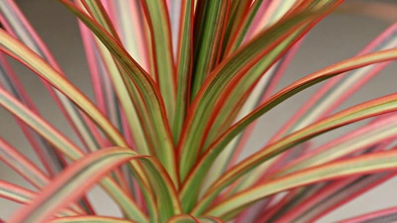 Pink Dracaena is one of the best plants to grow as hanging plants as they're easy to grow in containers