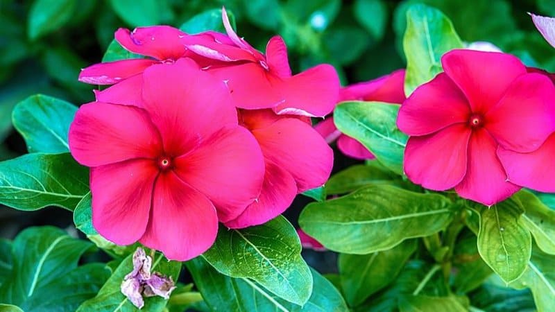 Pink Impatiens, with its beautiful pink blooms, is easy to grow and maintain as a hanging plant