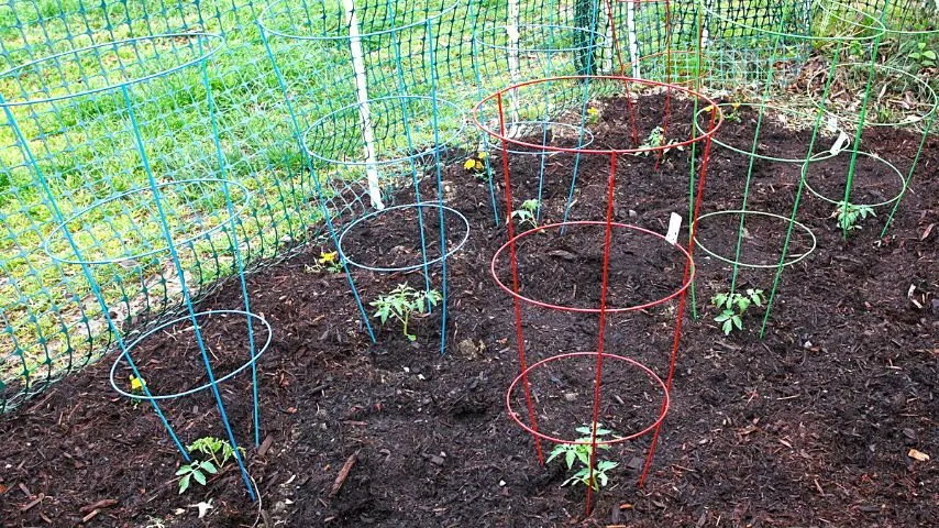 Placing your tomato plants in tomato cages helps protect their stems from cutworms