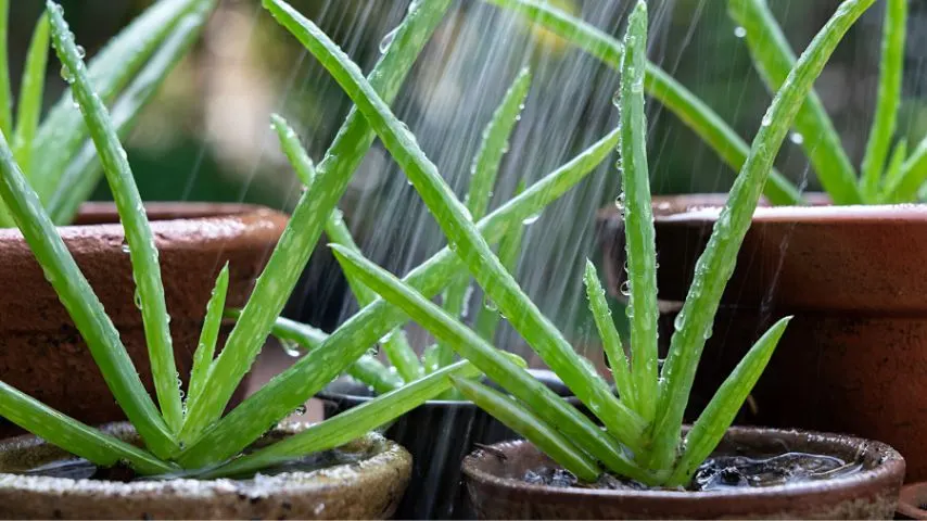 Pouring water over the aloe vera doesn't help the plant as its leaves cannot absorb it