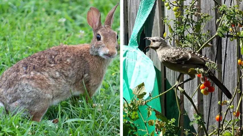 Rabbits and birds can also sometimes eat on the tomato plant's stem