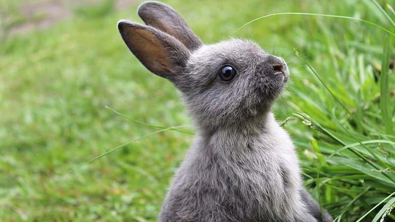 Rabbits are one of the animals that love to eat broccoli leaves