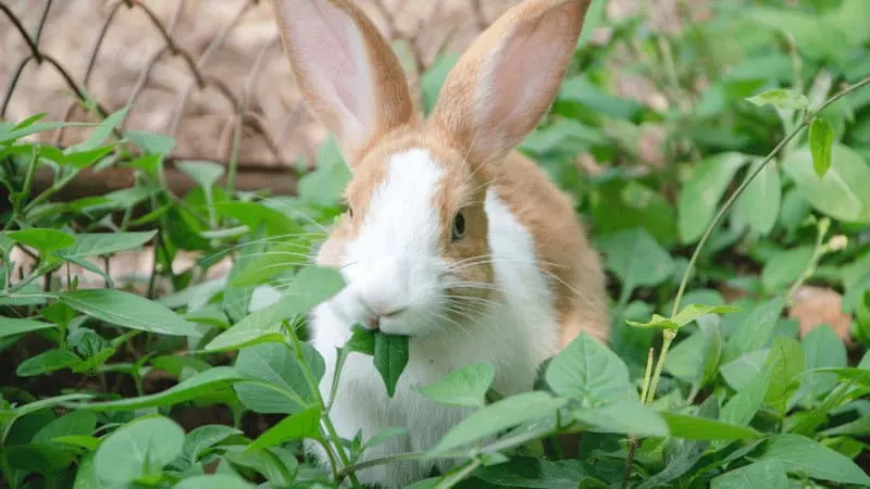 Rabbits typically eat entire leaves rather than taking a bite out of a plant
