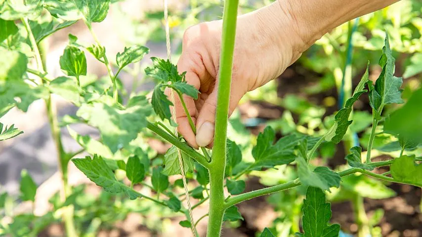 Remove the leaves that shoot off the main stem of your tomato plants to improve the air circulation around them