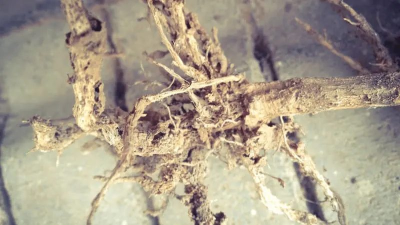 Root rot is yet another common problem when taking care of a dwarf butterfly bush
