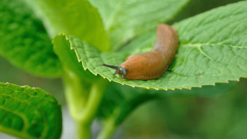 Slugs typically chew small to medium-sized holes in leaves