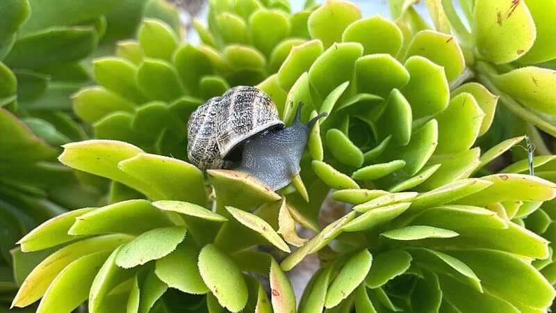 Snails and slugs eat the fleshy parts of the succulent, causing irreversible damage to it