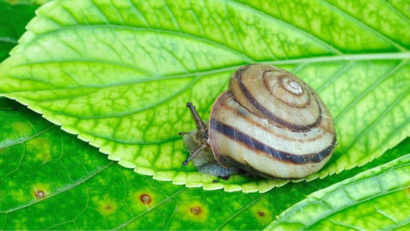 Snails are one of the pests that munch on your hydrangea's leaves, but you can find them usually at night