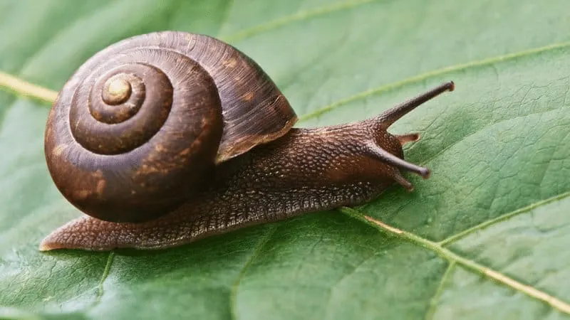 Snails usually eat the leaves of younger plants, they'll much on almost any plant in your garden