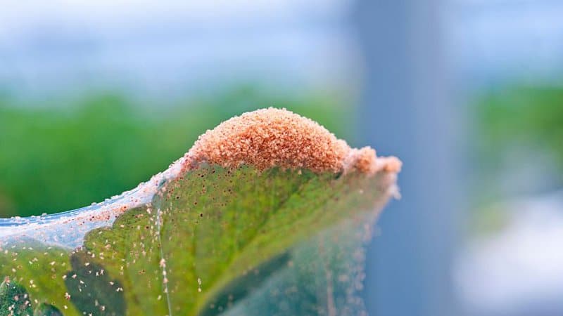 Spidermites suck the sap on the hydrangea's leaves and lay their eggs on their undersides