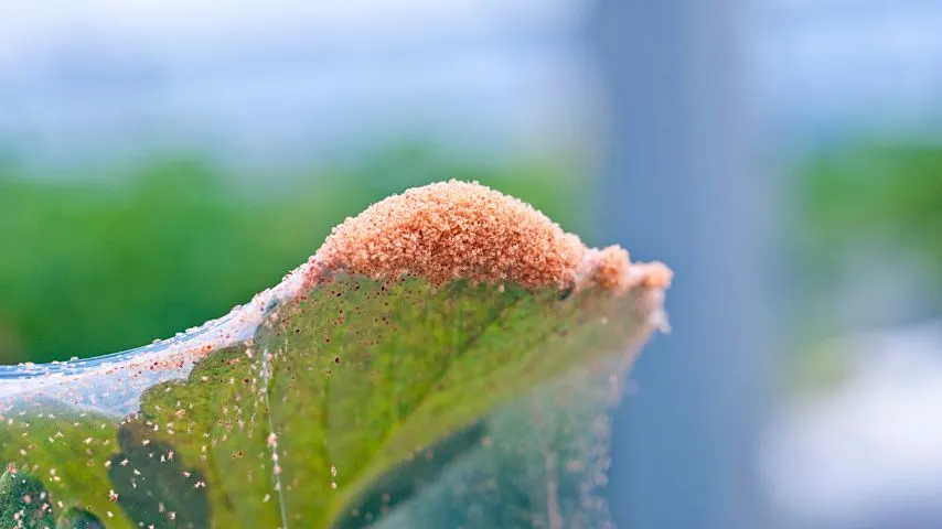 Spidermites suck the sap on the hydrangea's leaves and lay their eggs on their undersides