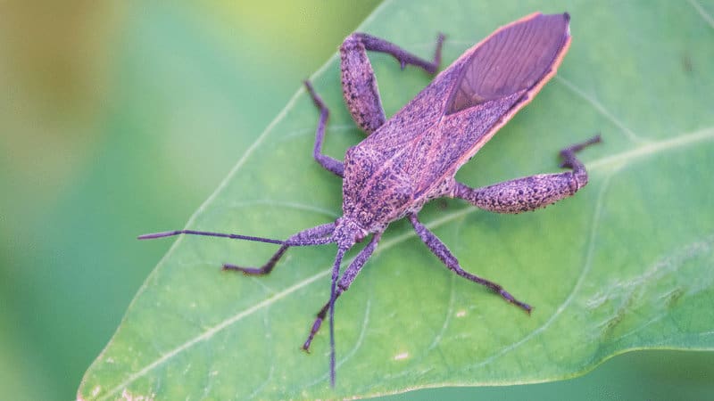 Squash bugs eat the foliage of plants with mouths that are able to pierce the leaves and suck out the sap from them
