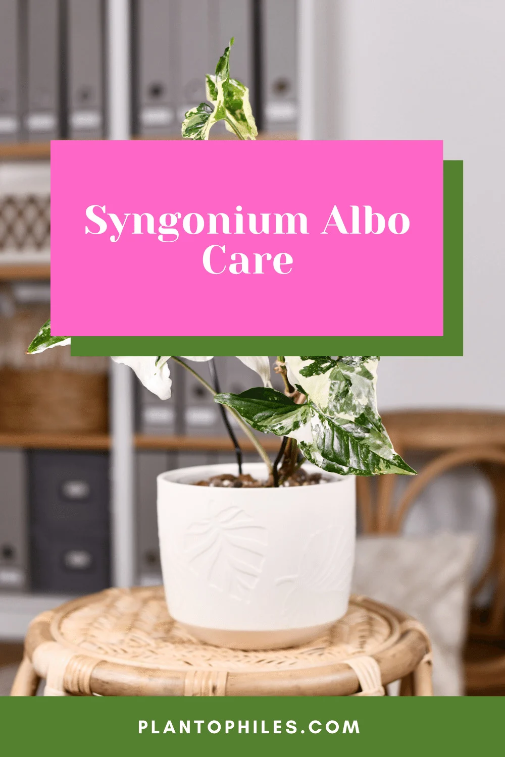 Syngonium Albo Care