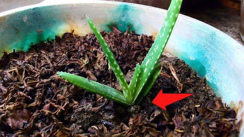 The best way of watering your aloe vera plant is by pouring water directly to its base