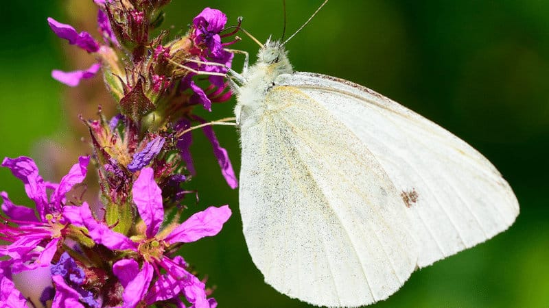 The butterflies are likely laying eggs and leaving them underneath the leaves of the vegetables in the garden