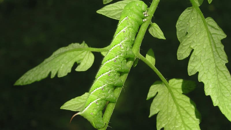 Tomato hornworms are in a lagging second place position for the most troublesome garden pests in the Southwest region