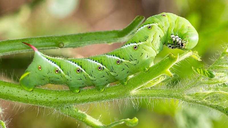 Tomato hornworms are larger compared to the other insects that eat on your tomato plant stems