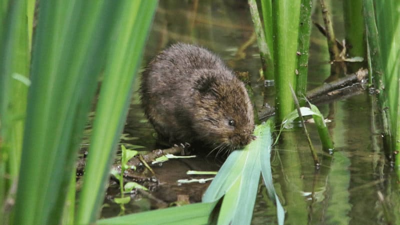 Voles typically chew on both the leaves and stems of seedlings