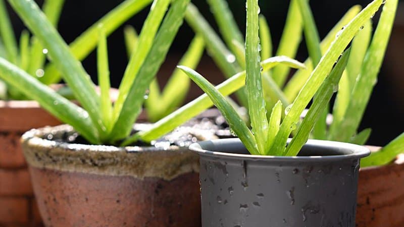 Wait for at least 2 weeks before you water your aloe vera plant to avoid overwatering it