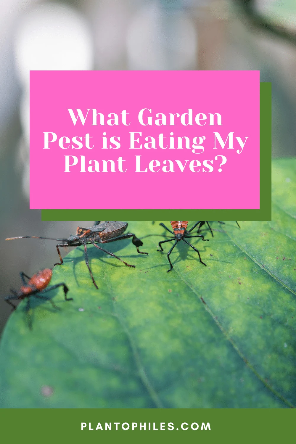 What Garden Pest is Eating My Plant Leaves