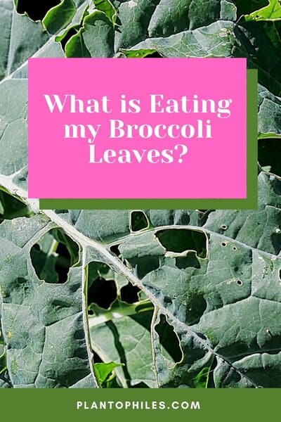 What is Eating My Broccoli Leaves?