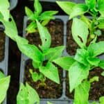 What is Eating My Pepper Plants at Night? 8 Worst Pests 3