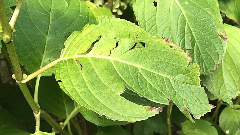 What is Eating my Hydrangea Leaves?