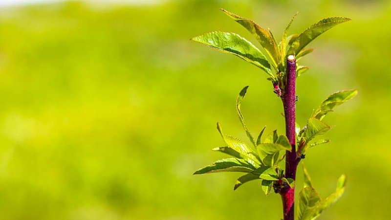 When Should You Plant Out a Peach Sapling?