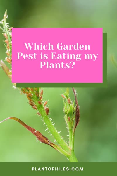 What is Eating My Plants? #1 Best Answer 1