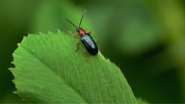 The Ultimate Spring Pest Hit List: 15 Bugs to Watch Out For