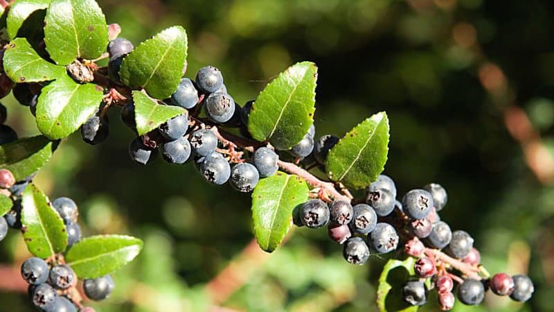 While there are 2 types of huckleberries, the blue-colored huckleberries are used in creating desserts and are very attractive to birds