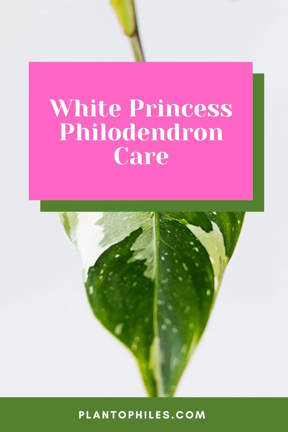 White Princess Philodendron Care