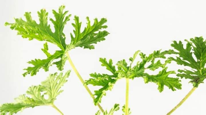 Why is My Citronella Plant Turning Yellow? 6 Curable Reasons