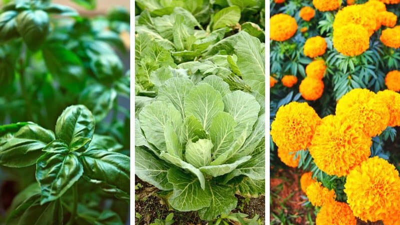 You can plant basil, collard greens, and marigolds together with your tomatoes to protect their stems from pests