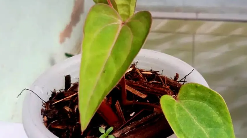 You can propagate your Anthurium Papillilaminum either from stem cuttings or root division