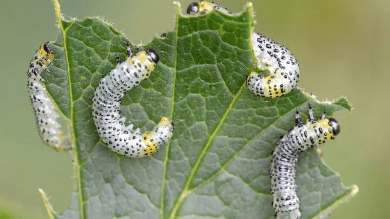 People often mistake sawflies for caterpillars, they're actually wasp larvae, Sawflies typically feed on plants in a group