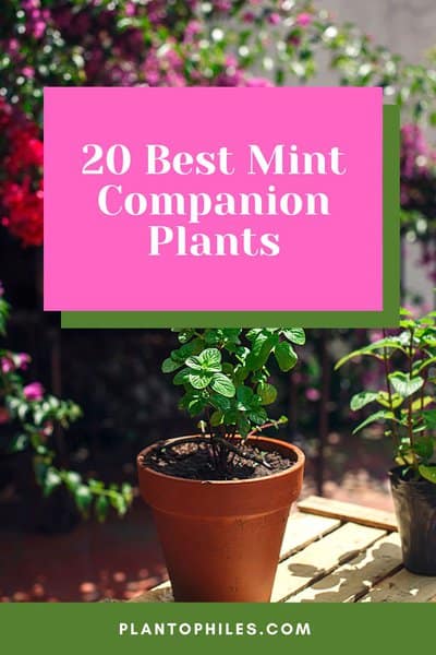 20 Best Mint Companion Plants — A Spectacular Guide 1
