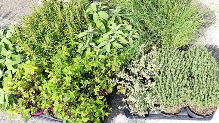 20 Best Sage Companion Plants — And What Not To Plant