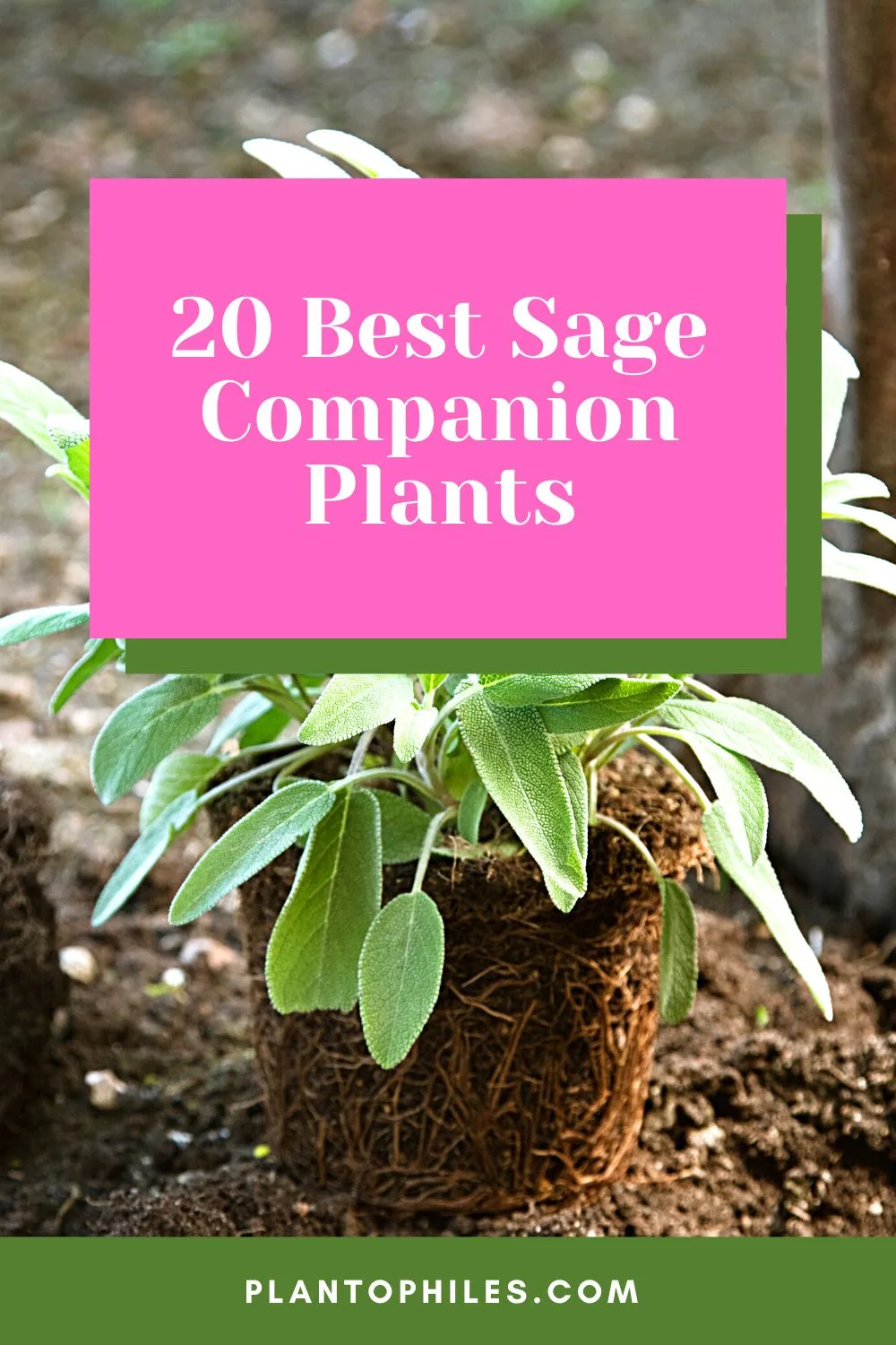 20 Best Sage Companion Plants