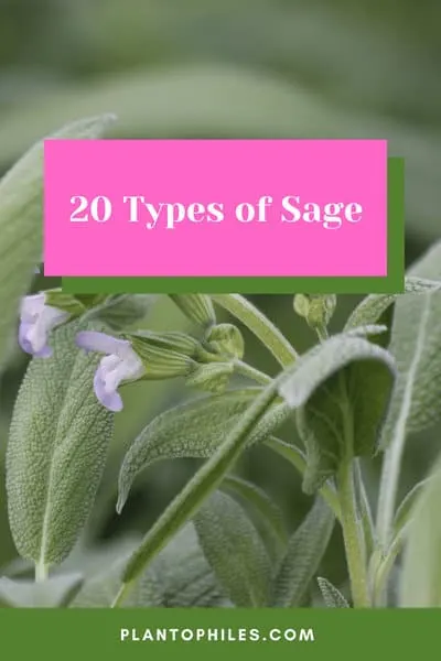 20 Types of Sage