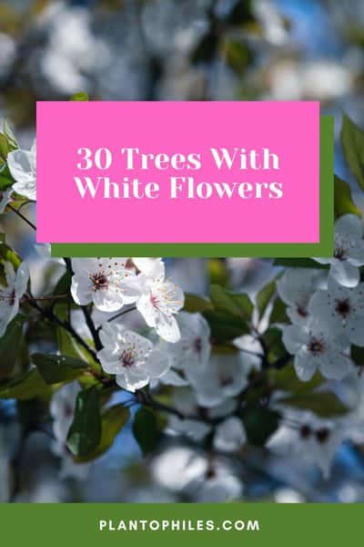 30 Greatest Trees, Shrubs, and Plants With White Flowers 1
